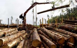 Підписано наказ для боротьби з незаконним експортом лісу