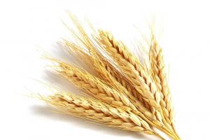 Україна реалізувала 70% річної квоти на експорт пшениці
