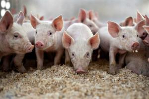 Пенсійний фонд НБУ продав власний свинокомплекс