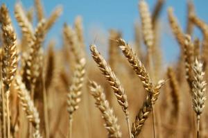 США готові вести перемовини стосовно органічної пшениці