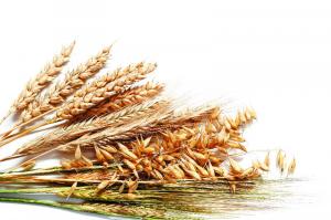 Для збільшення виробництва зерна потрібна державна підтримка