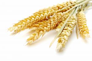 У ДПЗКУ купили «невидиме» зерно за 300 млн грн