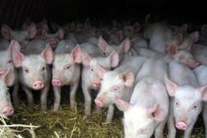 За 2017 рік через АЧС в Україні вилучено та утилізовано 3 тис. свиней