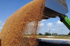 ДПЗКУ в 2017 р закупить 5 млн т зерна