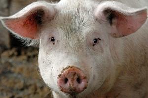 Через АЧС гинуть свині в Рівненській області