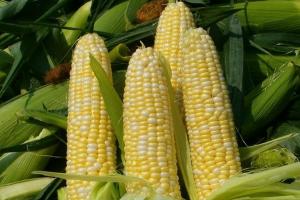 Скасовано мито на експорт української жовтої кукурудзи до Кенії