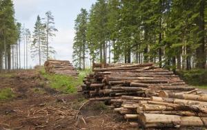 Через нелегальні лісопильні бюджет України щороку втрачає 200 млн грн