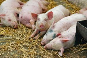 У Київській області виявили черговий випадок чуми свиней