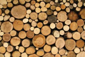 Іноземні інвестори розвиватимуть деревообробну галузь в Україні