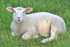 Знайдено трупи овець, які загинули від сибірки