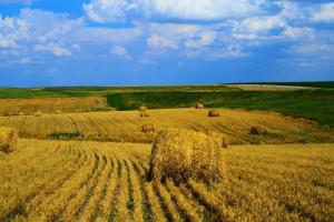 МВФ відстрочив вимогу про земельну реформу в Україні