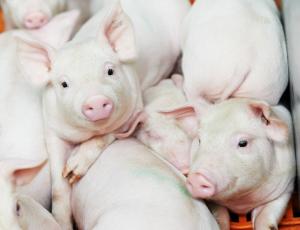Білорусь через чуму свиней обмежила ввезення свинини з Чернігівської області