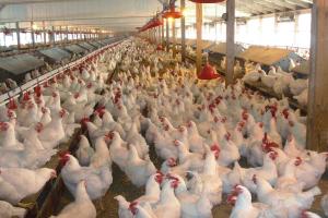 ЄБРР надає кредит українському виробнику курячого м’яса