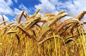Українська біржа та Держрезерв запустили ф’ючерсні контракти на зернові 