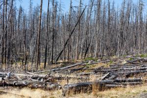 Площі всихання дерев перевищили 330 тис. га