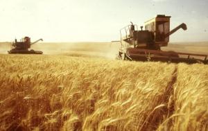 Оприлюднено прогнози цьогорічного врожаю зернових