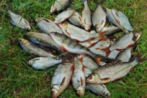 Україна вчиться оцінювати продовольчі втрати та харчові відходи в рибному господарстві 