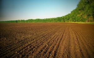 Фермерські господарства обробляють майже 5 млн га землі 