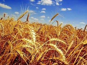 Україна експортувала майже 4 млн тонн зернових культур
