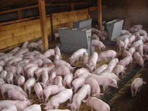 Промислове поголів’я свиней перебуває на рівні 2012 року