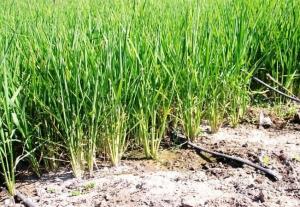 На Херсонщині вирощуватимуть рис за новою технологією — на крапельному зрошенні