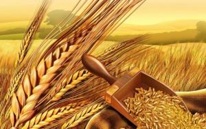 ПАТ «Аграрний фонд» оформив за форвардними програмами рекордний обсяг зерна 
