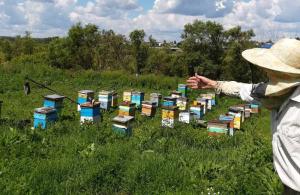 Бджолярам радять об’єднуватися в кооперативи