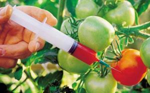 В Україні можуть встановити мораторій на вирощування ГМ-рослин