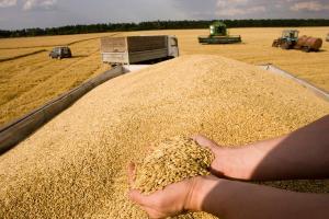 Запаси зерна в Україні скоротилися на 9%