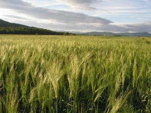 Україна подвоїть імпорт жита