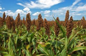 Мито на імпорт кукурудзи, сорго й жита ЄС збільшив удвічі
