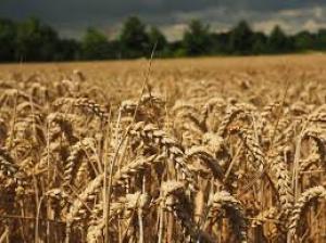 Україна має потенціал стати головним експортером зернових у світі