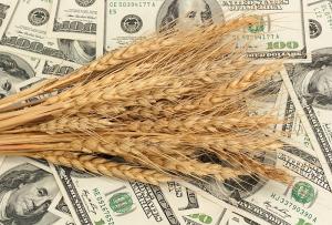 Індекс цін FAO на зернові у серпні знизився на 5,4%