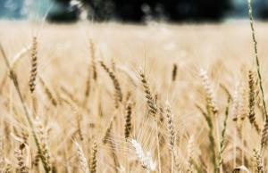 «МХП» планує вирощувати органічне зерно 