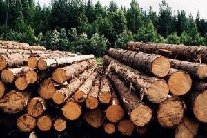 Інвестиції в деревообробку через мораторій зросли удвічі