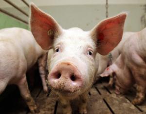 За вилучених через АЧС свиней компенсовано 15,9 млн грн