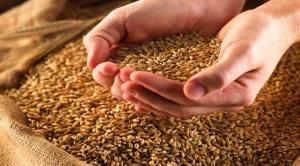 Споживання зернових в Україні щорічно скорочується на 3% 