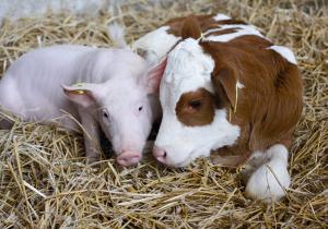 Україна та Франція співпрацюватимуть у сфері тваринництва