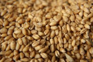 ПАТ «Аграрний фонд» розпочинає форвардну програму закупівель зерна врожаю 2018 року