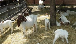 В Одеській області зафіксовано спад тваринництва