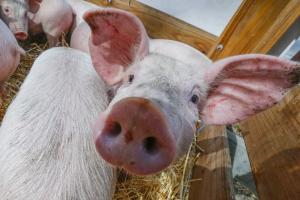 Одеські свині не поїдуть до Білорусі