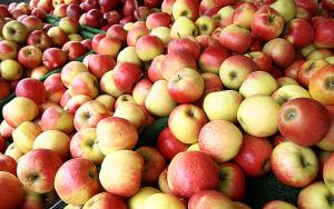 Індія встановила вимоги до експорту українських яблук