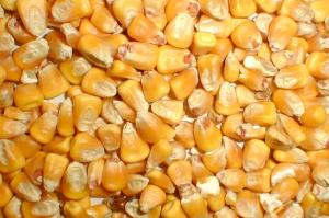 Туреччина може переключитися з імпорту російської кукурудзи на українську