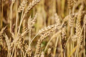 Україна рухається вперед у диверсифікації зерна.