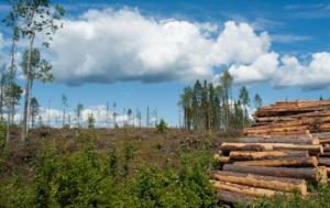 Депутати наполягають переглянути стратегію реформування лісової галузі