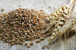 Україна може вирощувати 100 млн тонн зернових  