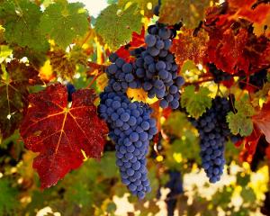 Експорт українського винограду за поточний рік збільшився у чотири рази