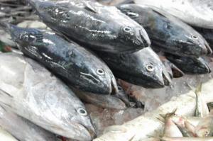 98% української свіжої риби експортується до Молдови
