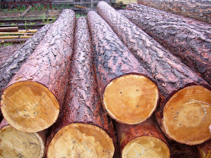 У Рівненській області почав працювати новий деревообробний завод 