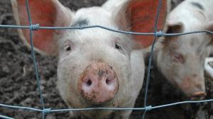 АЧС завадила Україні заробити додаткові $12 млн на експорті свинини
